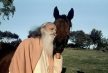 Why Be a Vegetarian? By Sri Swami Satchidananda