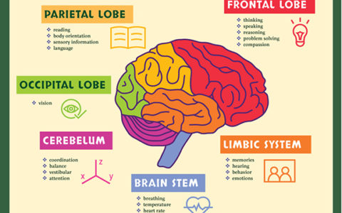 The Science of Yoga, Part 5: Yoga and the Brain Systems - Integral Yoga ...