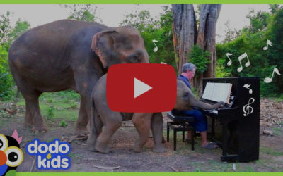 Pianist Serenades Rescued Elephants