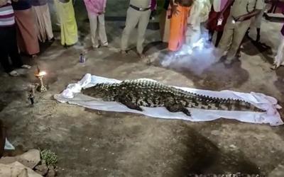 Vegetarian Crocodile Offered Last Rites at Hindu Temple