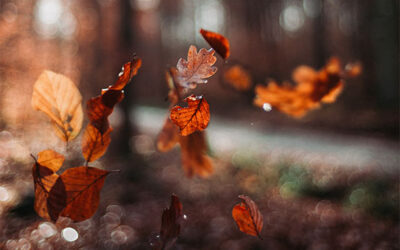 Lessons from the Leaves: the Power of Letting Go
