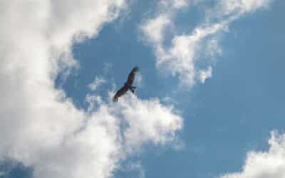 The Real You Never Dies