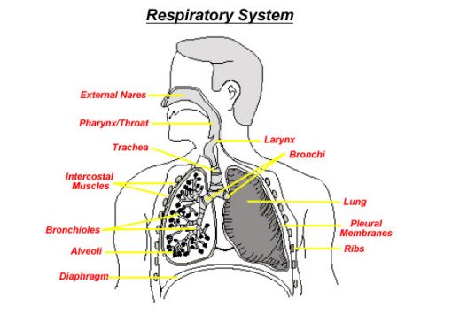 Breath Anatomy - Integral Yoga® Magazine